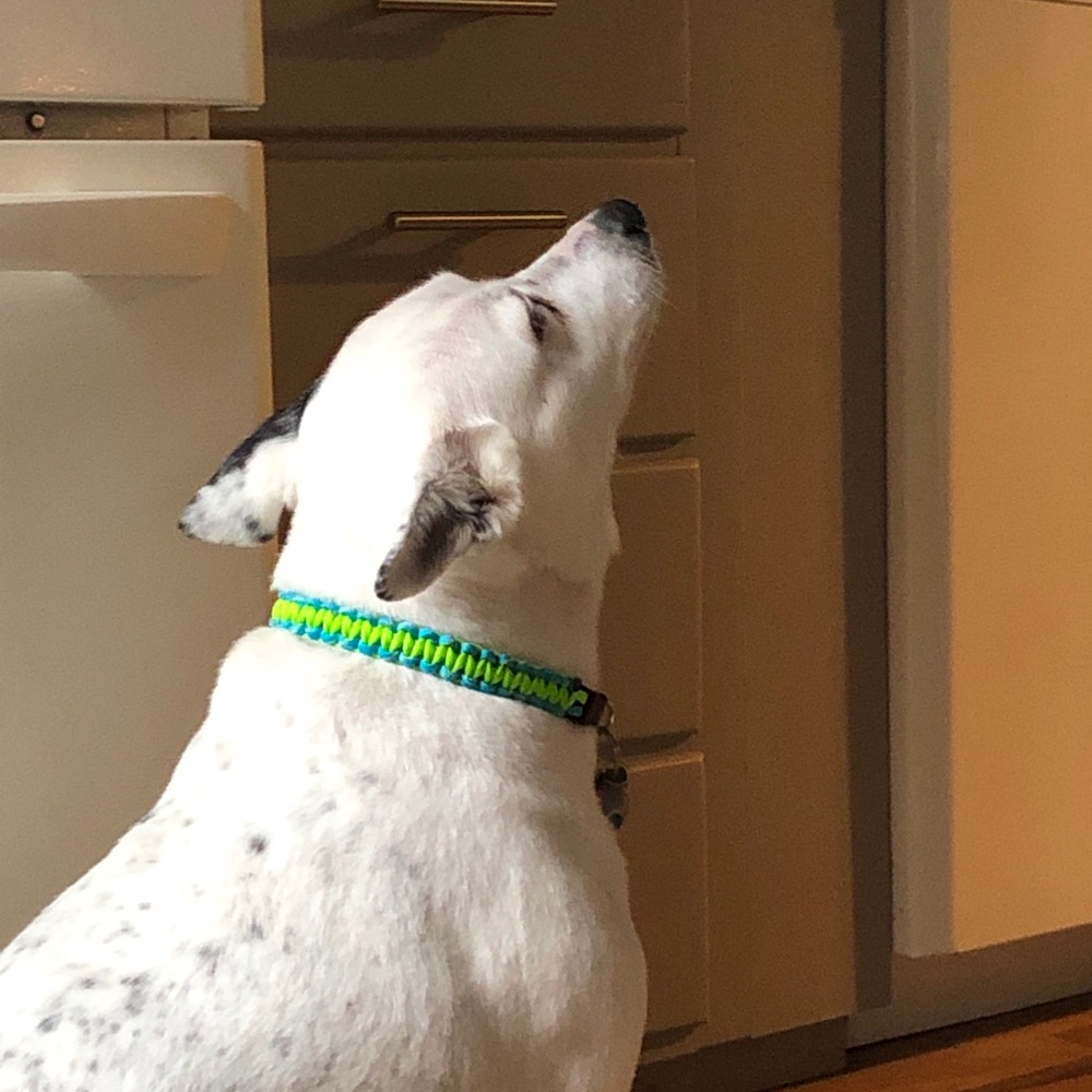 Pet collars - Picture 2 of 5